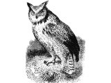 Owl (Strix)